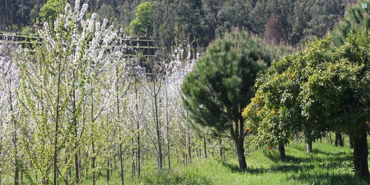 Cerezos