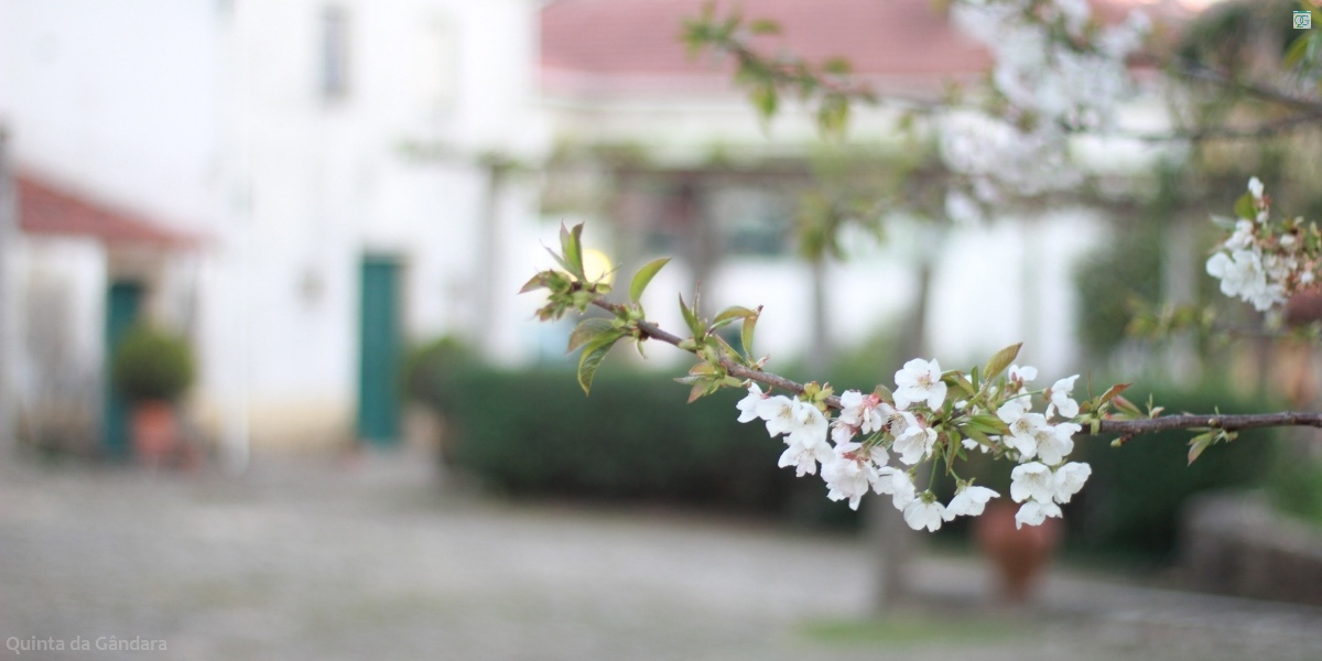 Flores de cerezo